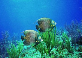 環(huán)境影響評價、排污許可證、應(yīng)急預(yù)案